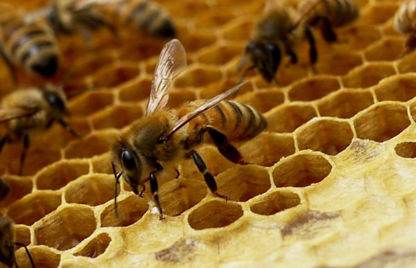 Ученые узнали о способности пчел считать