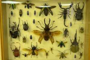 经过 100 лет на Земле по нашей милости может совсем не остаться насекомых