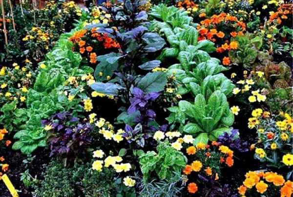 Природные антидепрессанты, которые стоит посадить на даче: 7 植物
