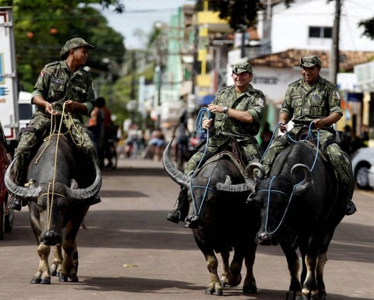 "Рогатое" 巡逻: военная полиция Бразилии использует буйволов