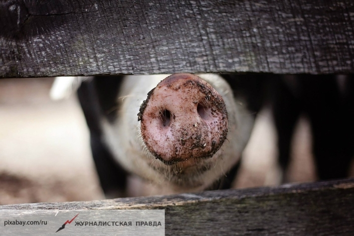 Россия одобрила отказ Китая импортировать свинину из Канады