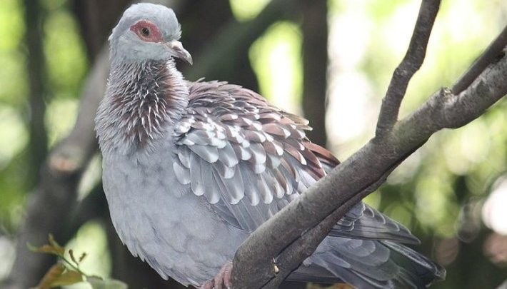 Russia and China have forced the US Navy to use pigeons and beans