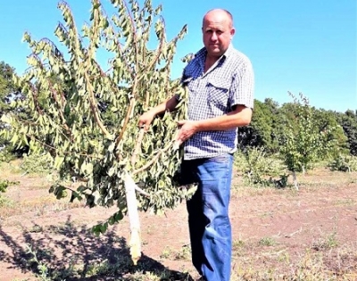 While Ukraine is seeking investors and preparing the land reform, local Agrobusinessmen cut down orchards