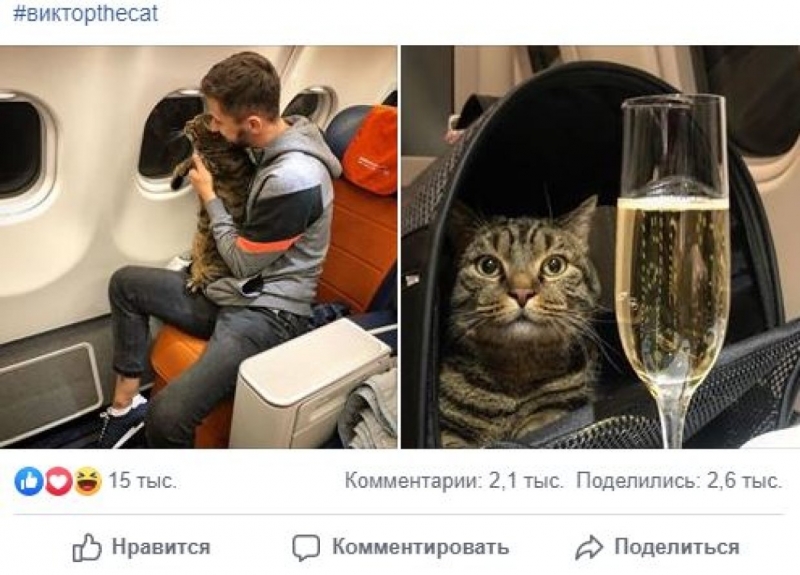 Звездный кот Виктор нашел авиакомпанию, в которой ему рады