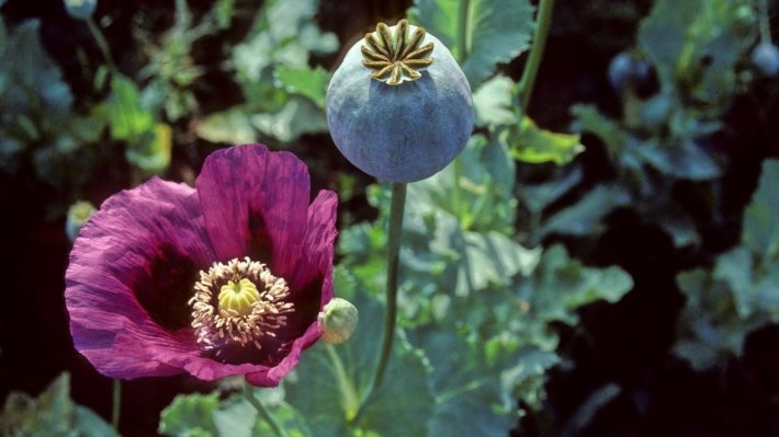 the production of opium poppy experiment in Russia should be controlled Interior Ministry - Bespalov