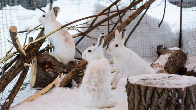 A resident of the Moscow region founded the only center for the rehabilitation of wild hares in Russia
