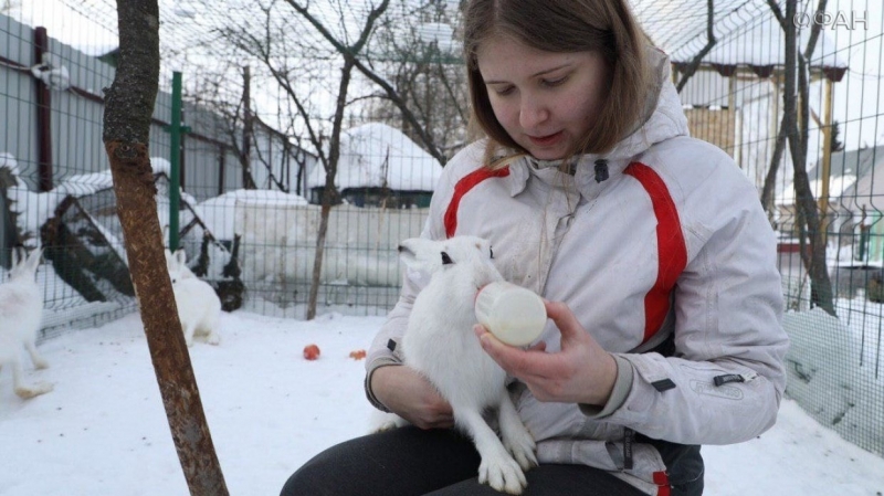 Un habitant de la région de Moscou a fondé le seul centre de réhabilitation des lièvres sauvages en Russie