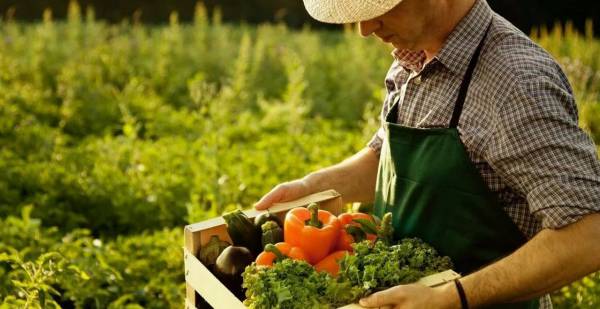 Травят людей! Турецкие овощи напичканы пестицидами: помидоры взывают рак