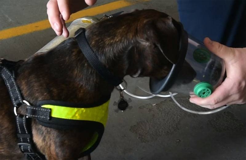 In the armies of Israel, and British sniffer dogs are trying to teach patients to identify the smell of a coronavirus