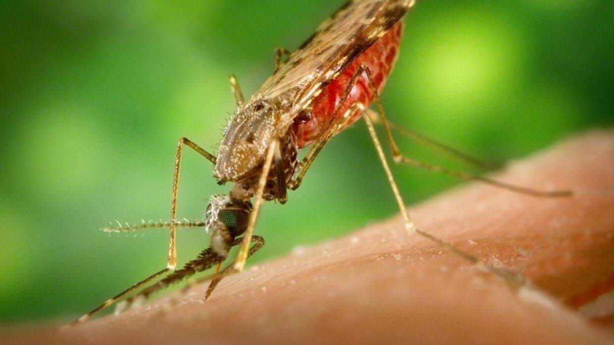 Эпидемиолог рассказал, могут ли тараканы, комары и клещи стать переносчиками коронавируса