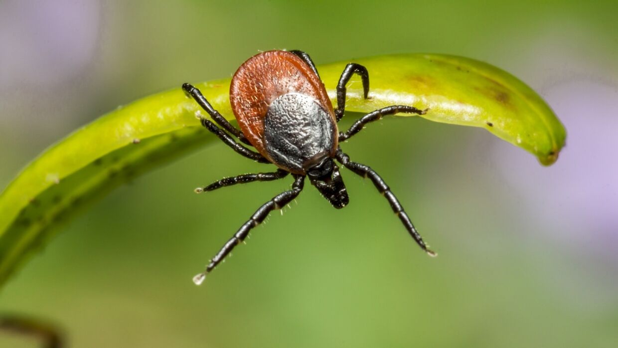 Эпидемиолог рассказал, могут ли тараканы, комары и клещи стать переносчиками коронавируса