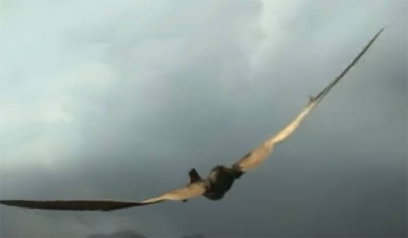 Let's talk about science: how learning pterosaurs can help aircraft designers