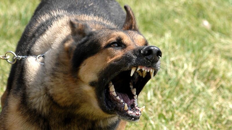 Dog barking law will punish owners for selfishness