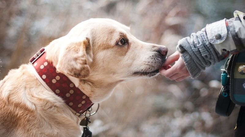 Закон о собачьем лае накажет хозяев за эгоизм