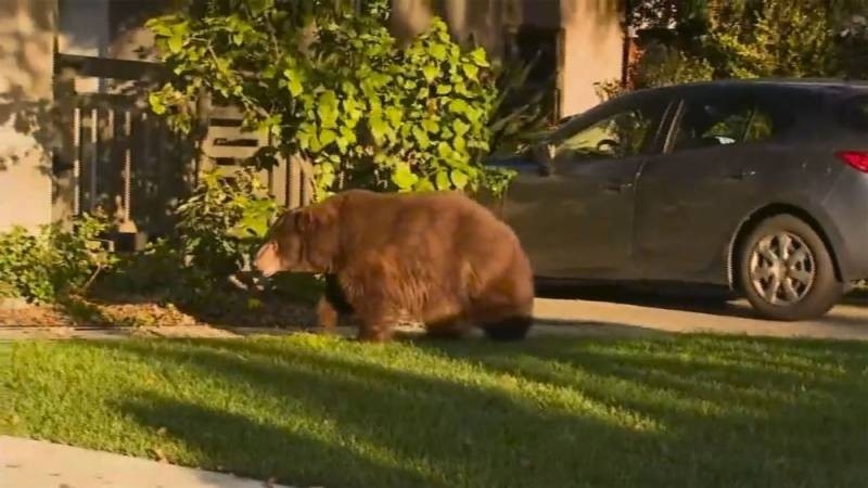 Bears in the streets: nature rejoices during a pandemic