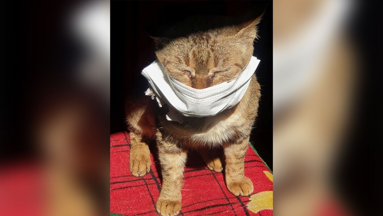 Дмитрий Куклачев отреагировал на первый в России случай заболевания кошки COVID-19