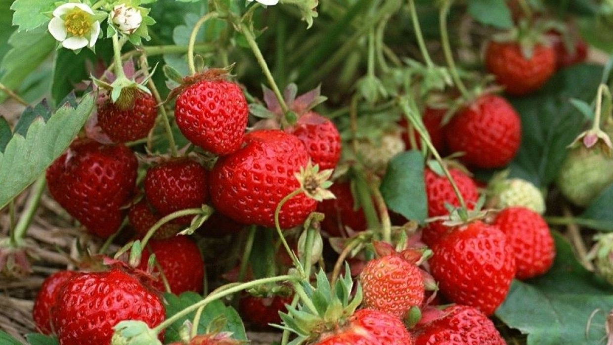 Summer residents were given advice on caring for strawberries in August-September