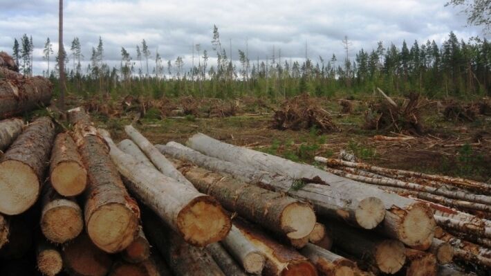 Реакция финнов на запрет вывоза леса подчеркнула важность торговли с РФ