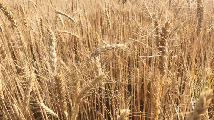 Урожай зерна сохранит в силе базовый прогноз ЦБ РФ по инфляции