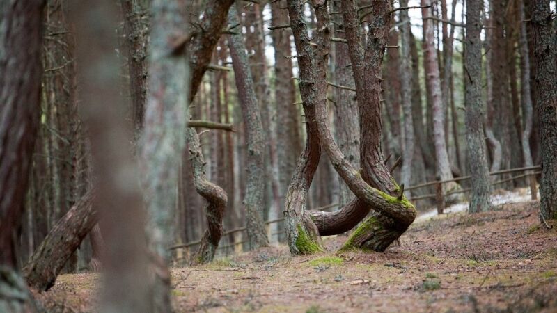 На Куршской косе обнаружены следы реликтовых деревьев