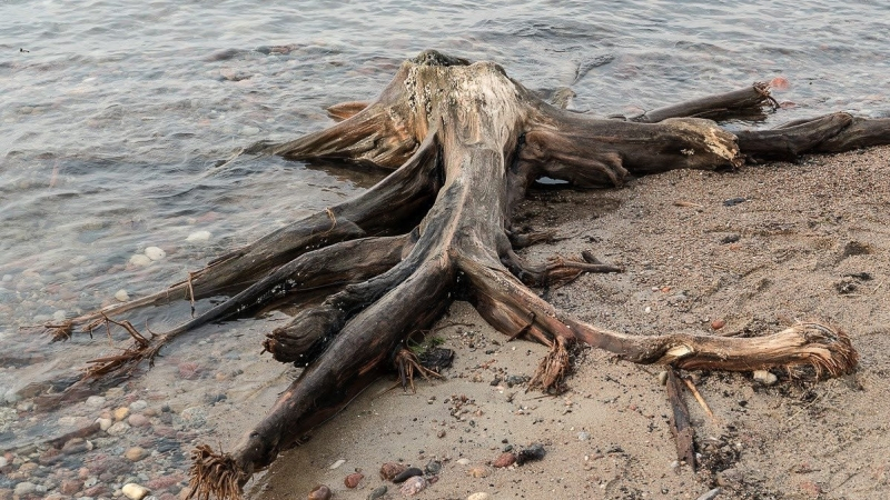 На Куршской косе обнаружены следы реликтовых деревьев