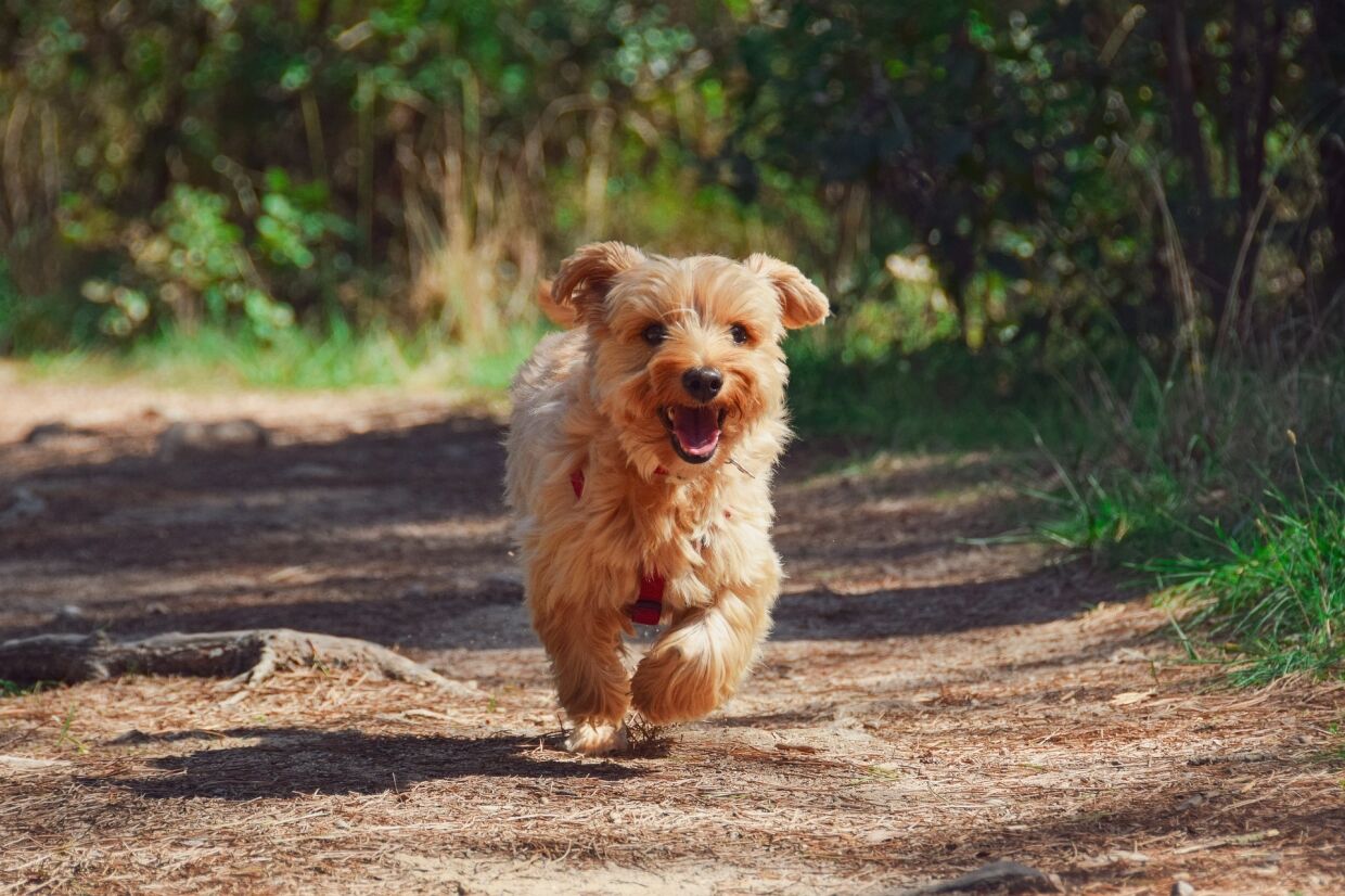 Pas un jouet, et un courageux chasseur: caractéristiques de la race Yorkshire Terrier, une photo, avantages et inconvénients, recommandations de contenu