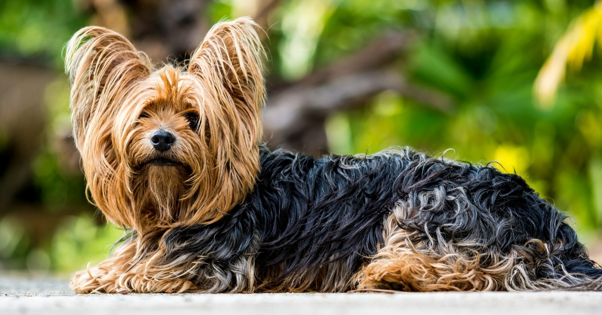 Not a toy, but a brave hunter: features of the Yorkshire Terrier breed, a photo, advantages and disadvantages, recommendations for content