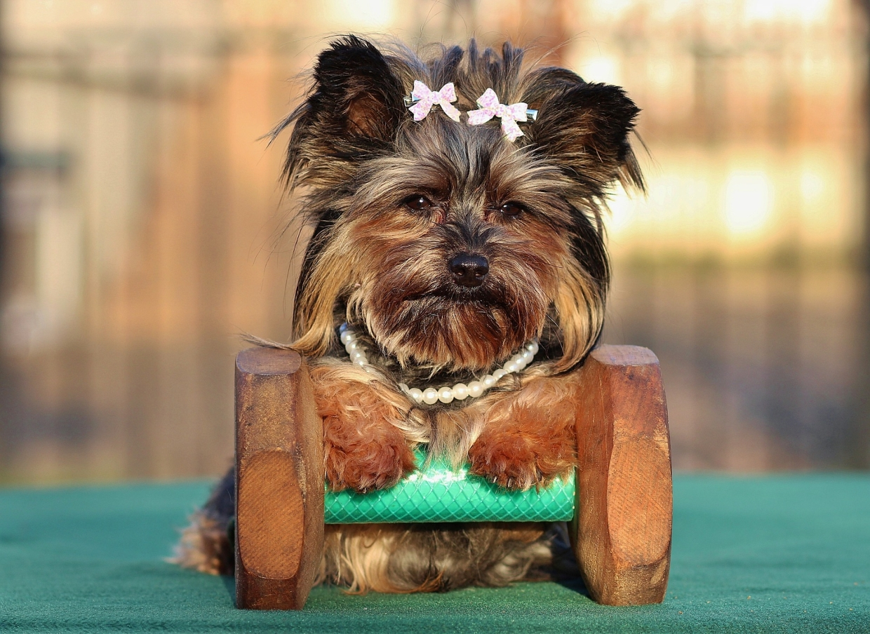Not a toy, but a brave hunter: features of the Yorkshire Terrier breed, a photo, advantages and disadvantages, recommendations for content