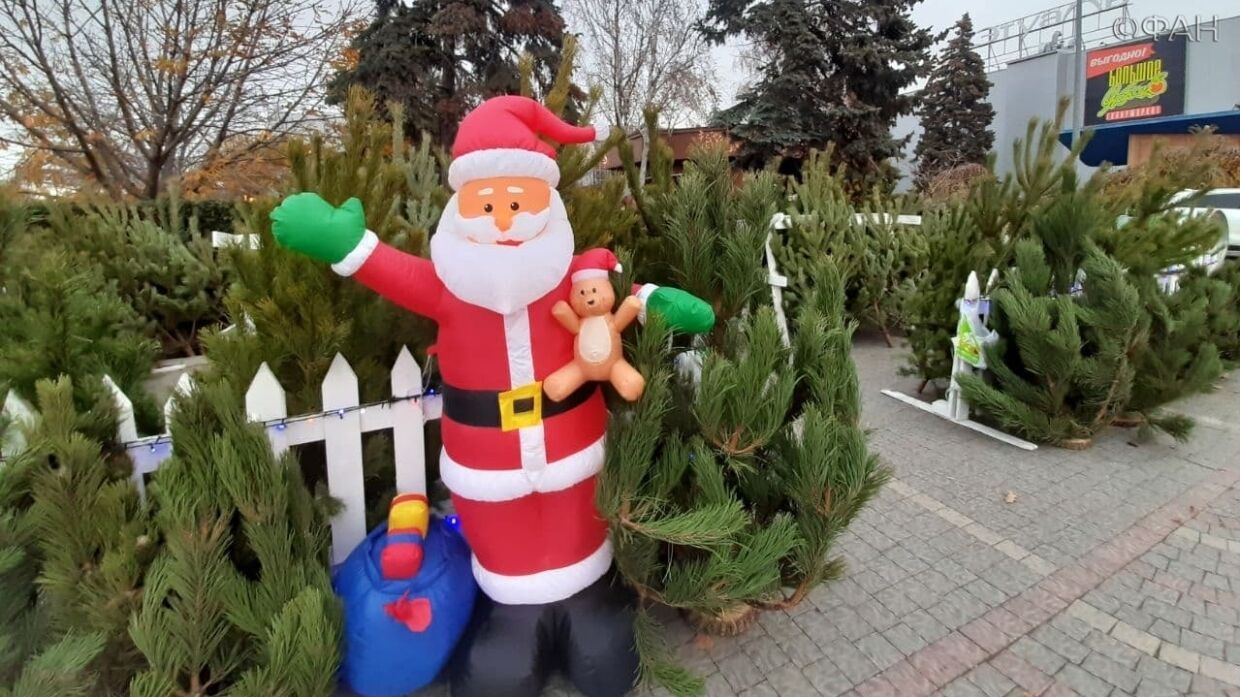 В Севастополе рассказали, когда можно дешевле всего купить новогоднюю елку