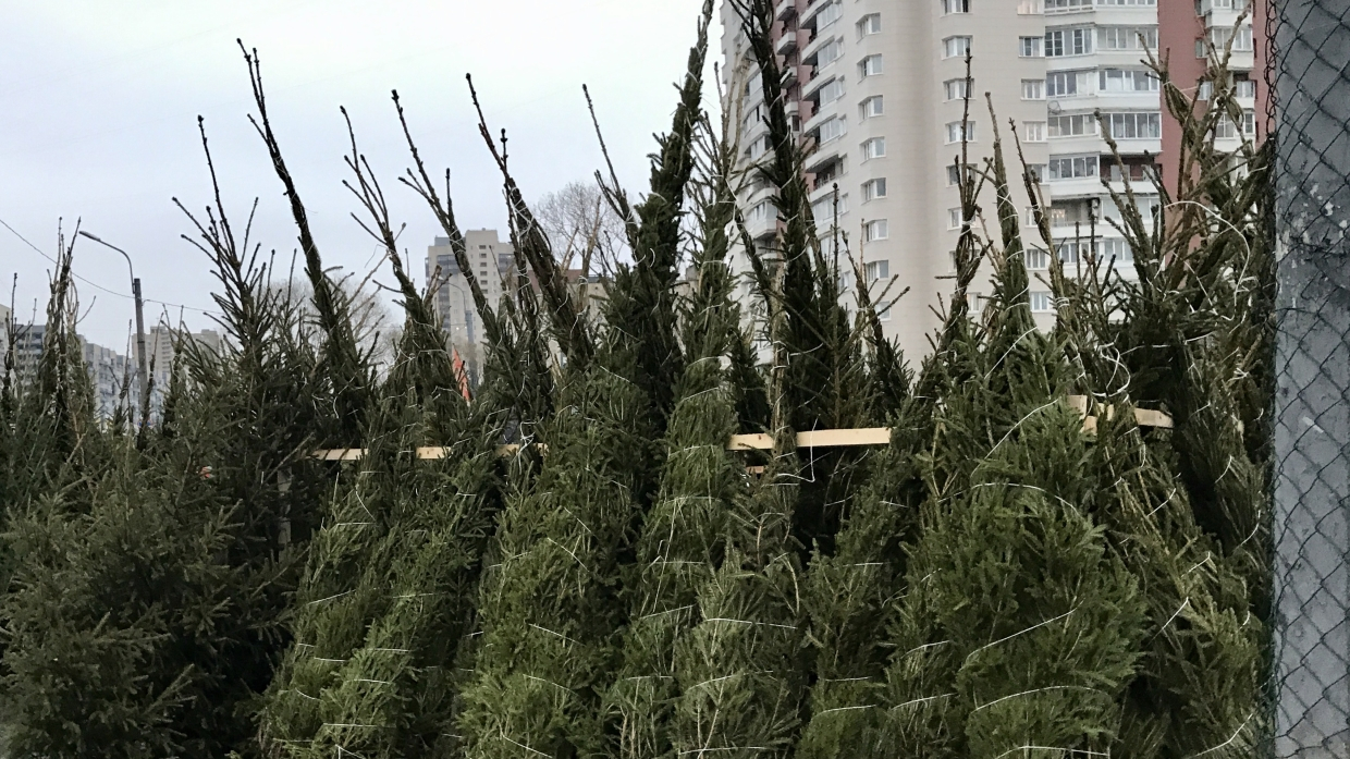 Reusing unnecessary Christmas trees - collection points are opening around the country