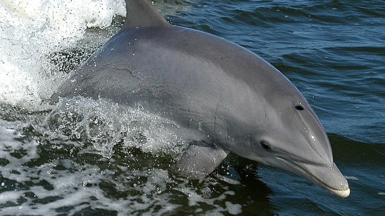 Российские звезды используют дельфинотерапию в Крыму для лечения особенных детей