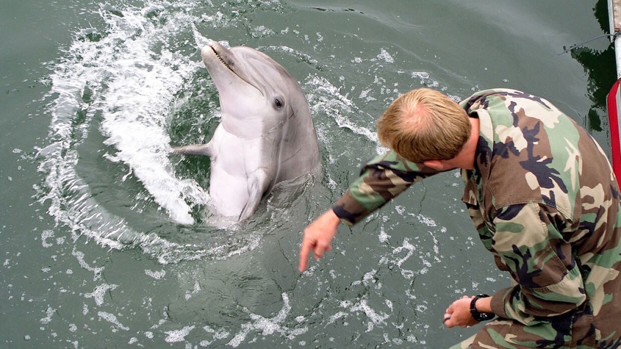 Российские звезды используют дельфинотерапию в Крыму для лечения особенных детей