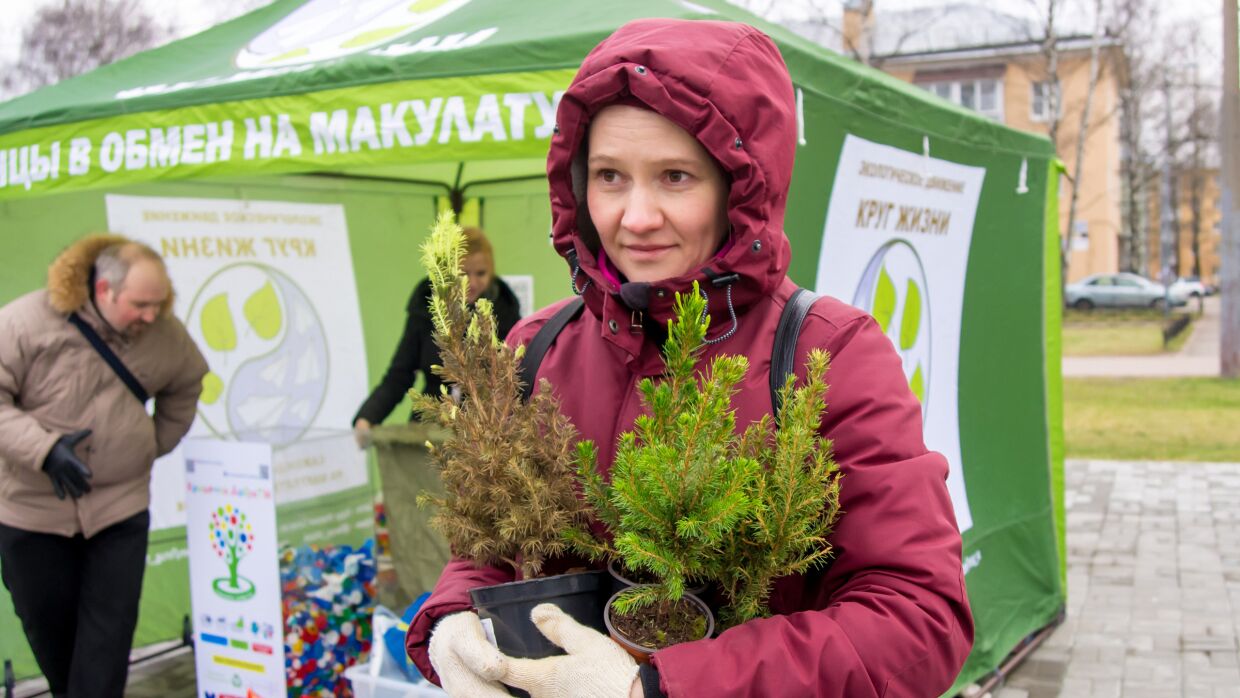 A second chance for a Christmas tree: in St. Petersburg, enthusiasts save potted conifers