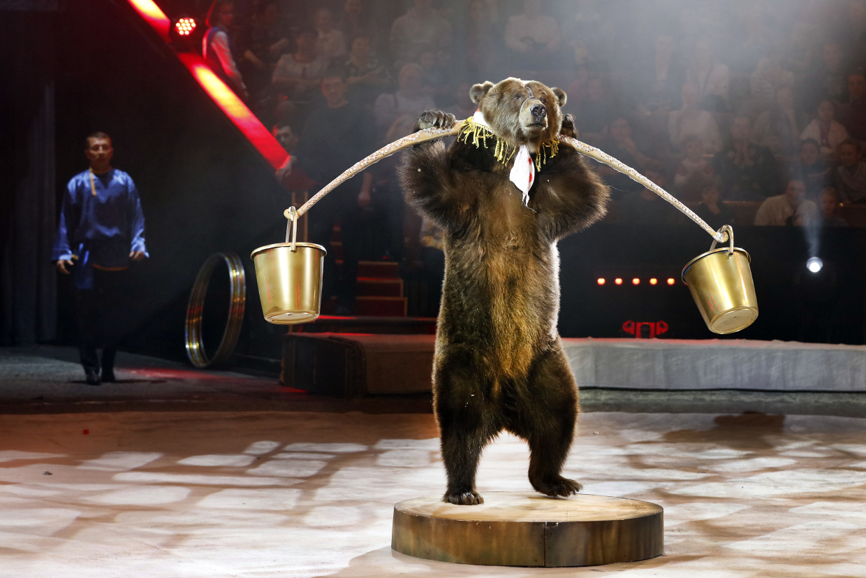 Askold Zapashny spoke about the ban of the circus with animals and tours during the pandemic