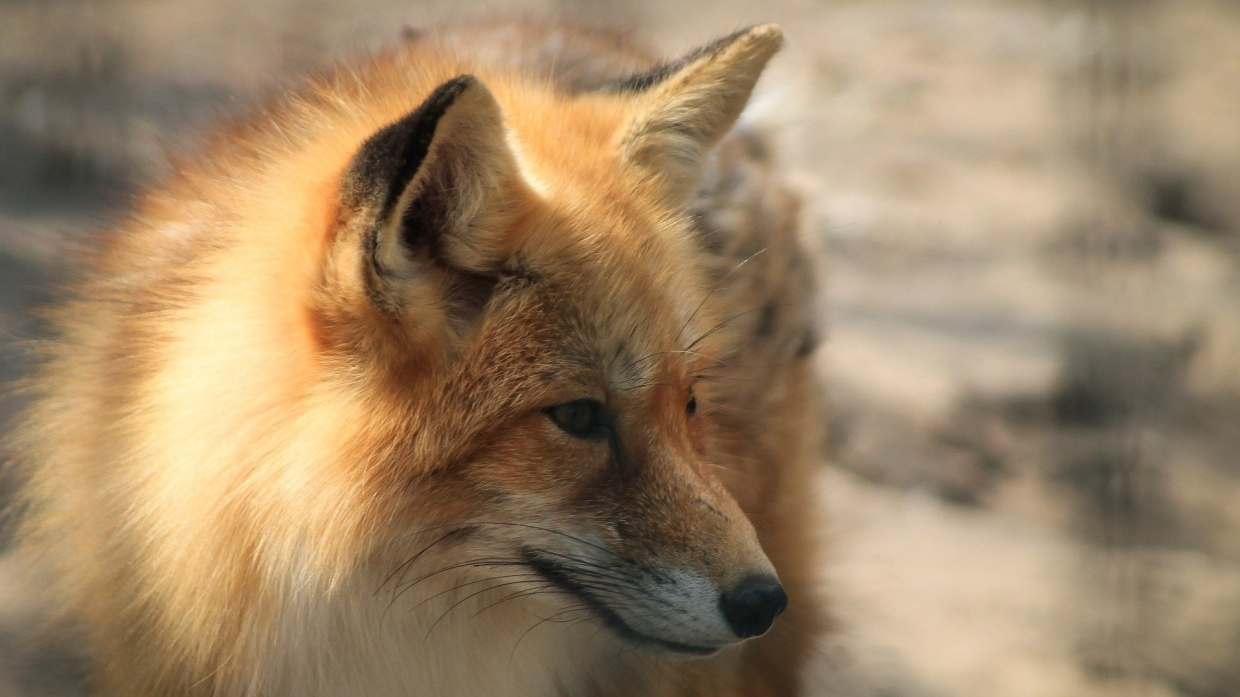 Crazy fox and dog caused quarantine in Saratov region