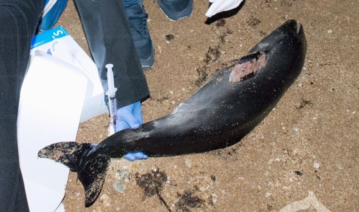 Baby dolphin found dead on the Black Sea coast in Crimea
