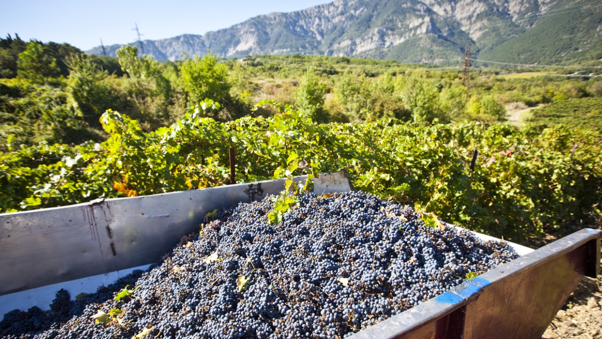Crimean winemakers told, what they spend millions of government support on