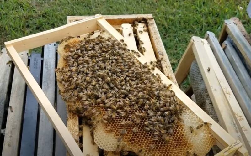 Пчел «объединили» с дронами для поиска мин на Балканах