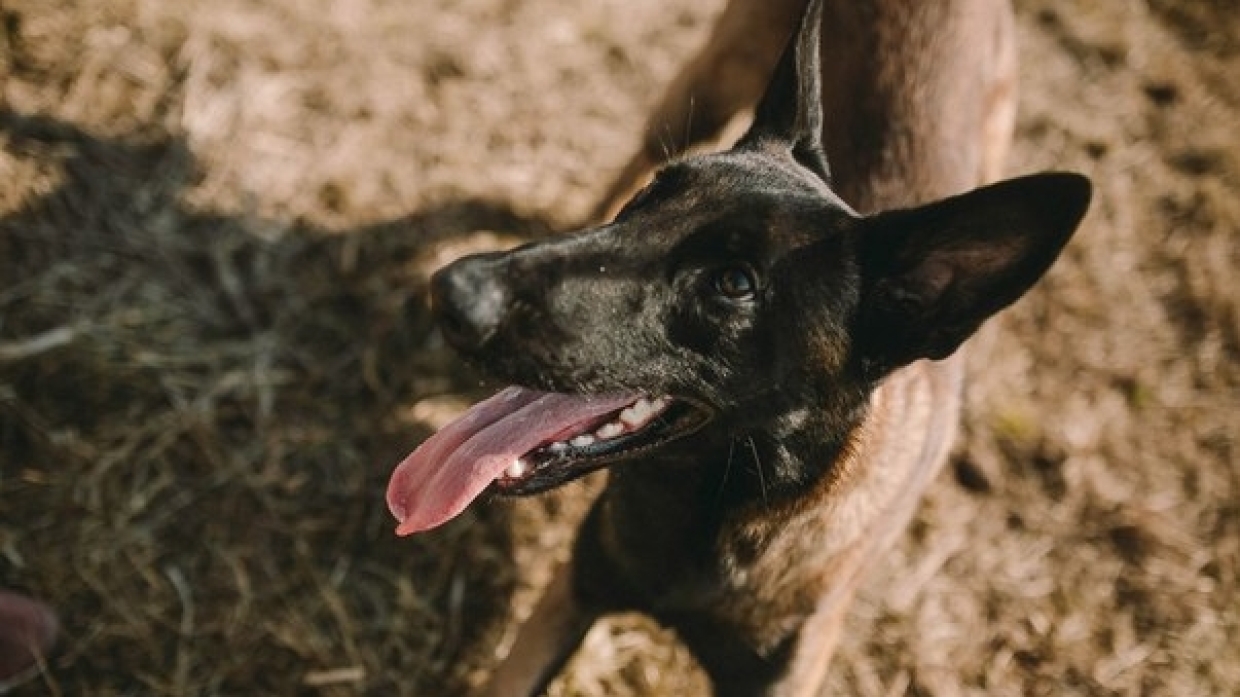 Lynchage sur les chasseurs de chiens: les cas les plus médiatisés d'attaques contre des équarrisseurs
