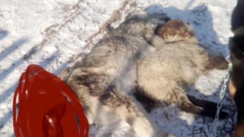 Husky killing sparks feud between neighbors in Kaliningrad