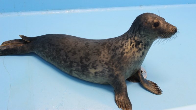 В МЧС Калининградской области рассказали, как спасли тюленя
