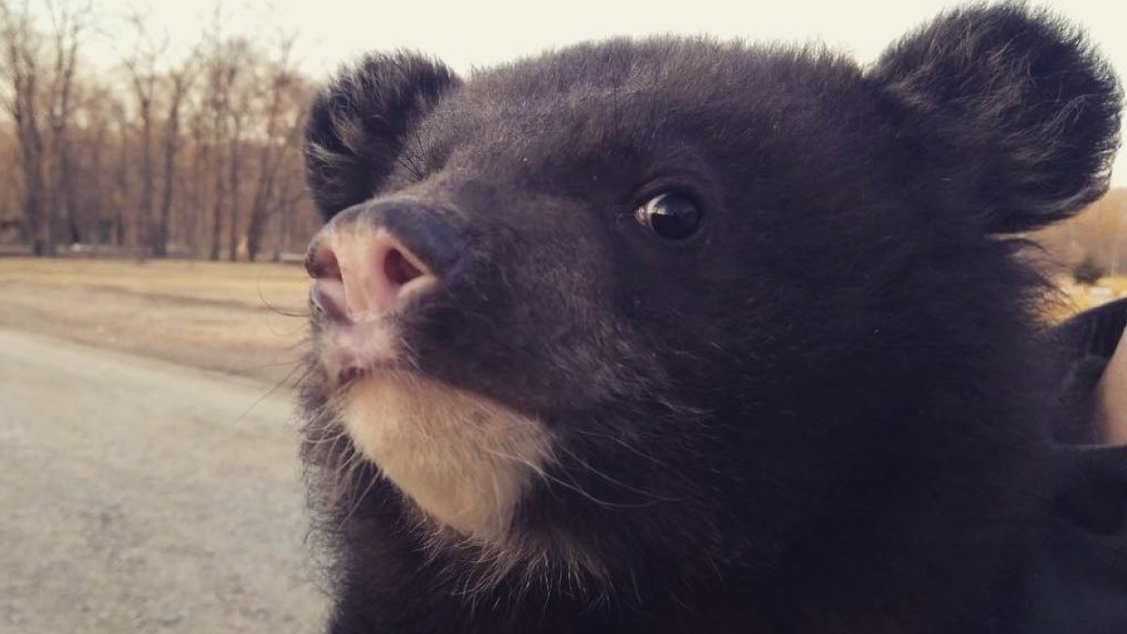 Veterinarians examined a bear that scared the residents of Nizhnevartovsk