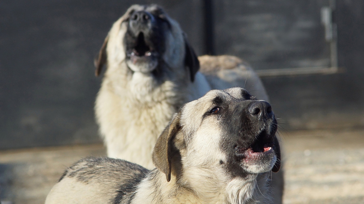 Встретил 17 собак за утро: Саратов оккупировали бродячие животные