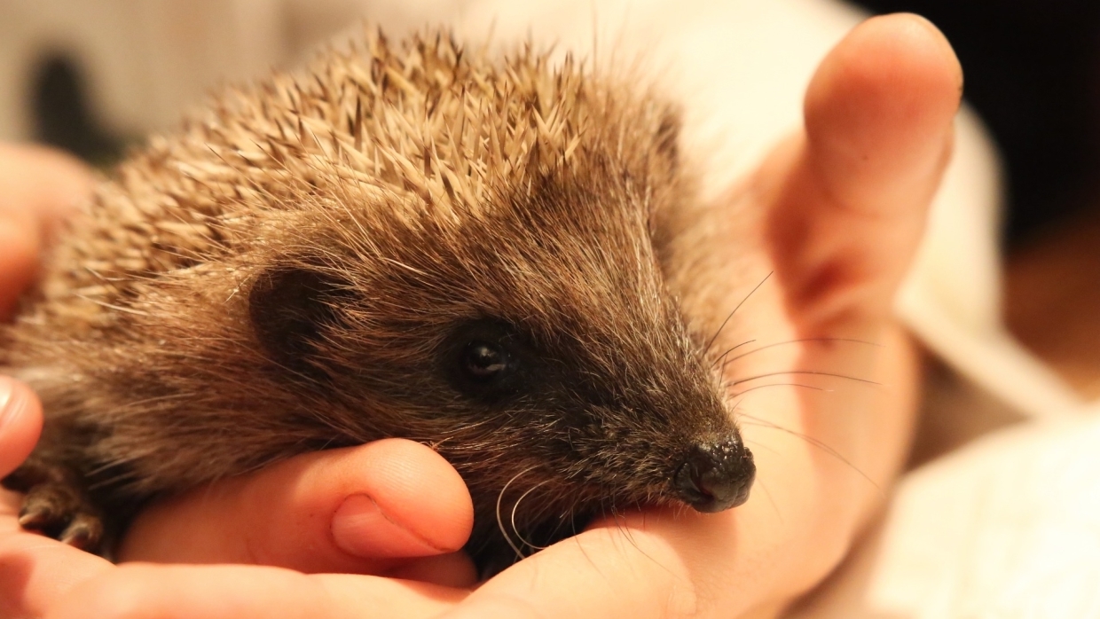From siskin to hedgehog: choosing the best pet for a child
