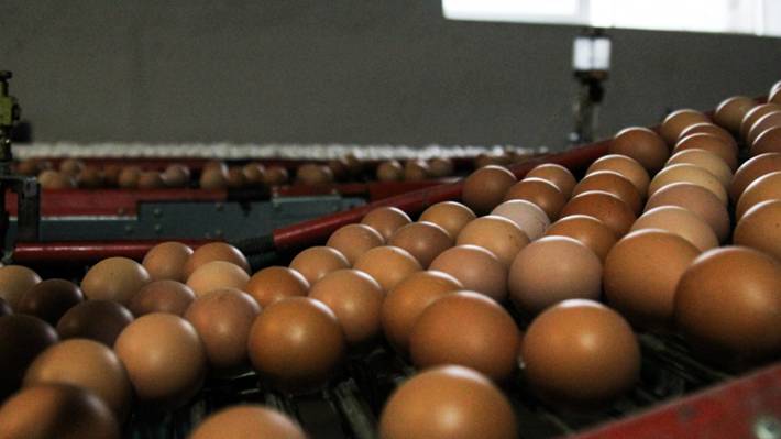 Запрет на импорт из ЕС взвинтит цены на куриное мясо и яйца в РФ к концу января