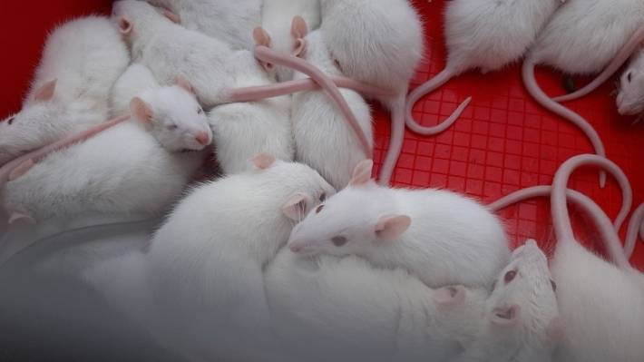 Крысы покидают Петербург после многодневного снегопада